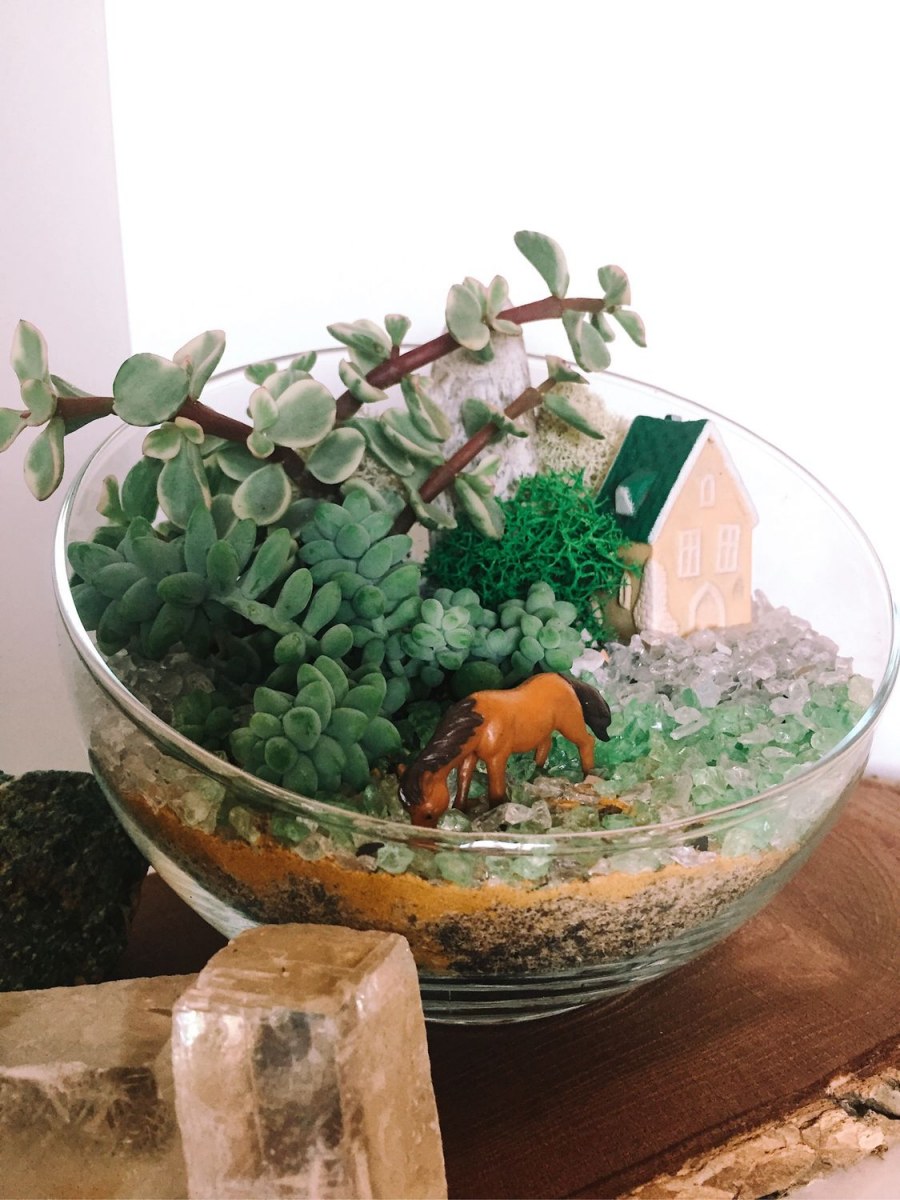 Флорариум из суккулентов