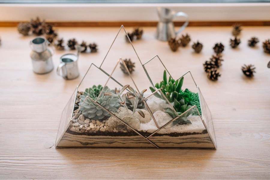 Фитофлорариум Суккуленты