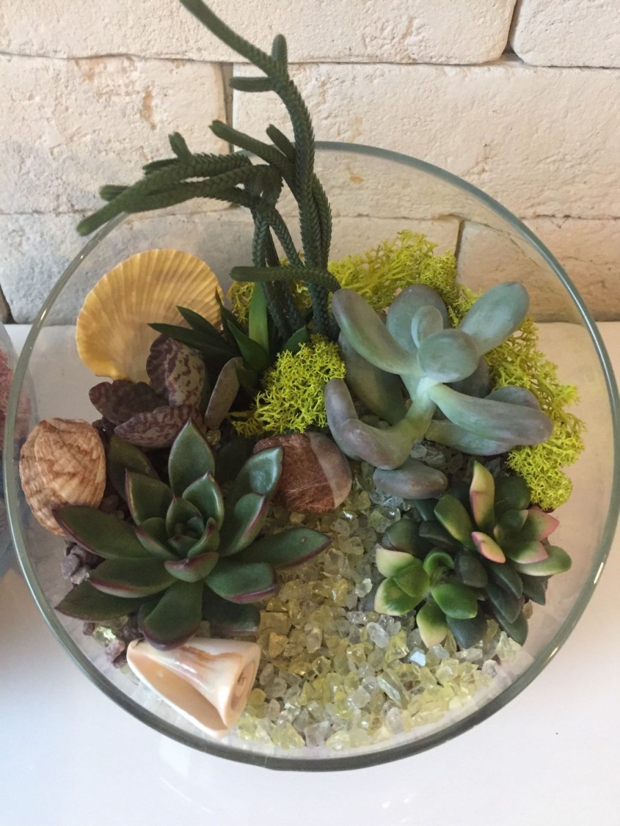 Суккуленты в флорариуме