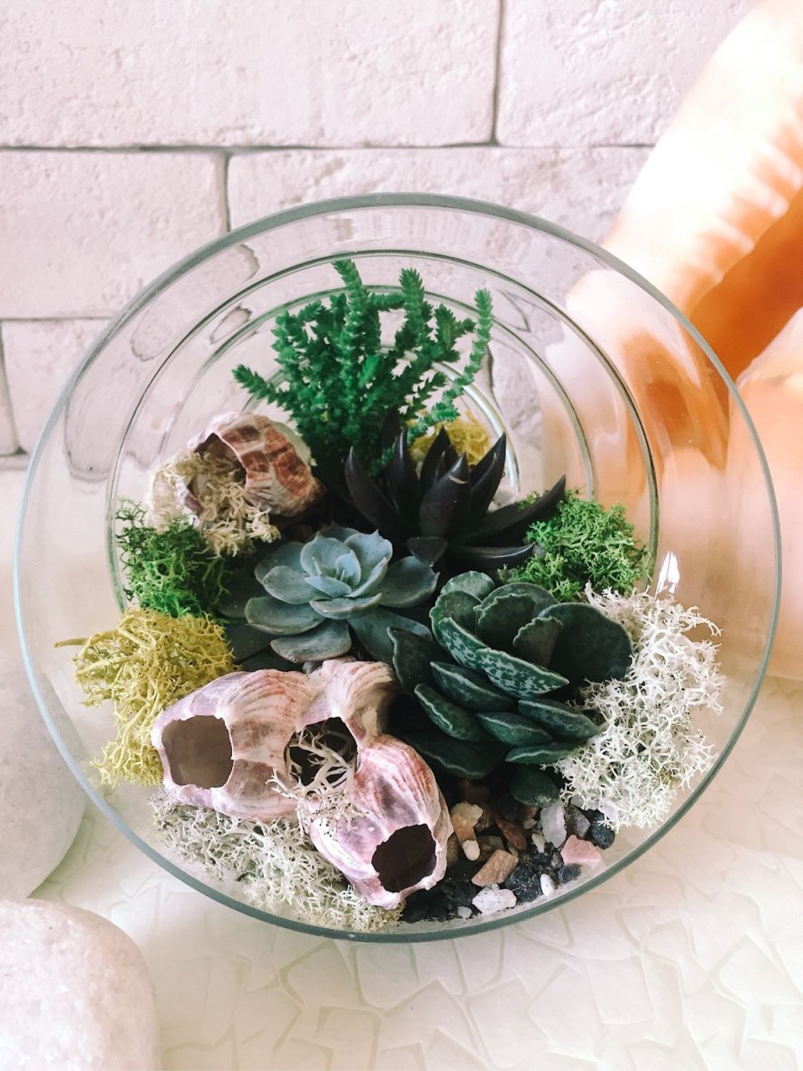 Флорариум с каменной розой