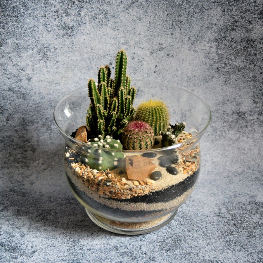 Фитофлорариум Суккуленты