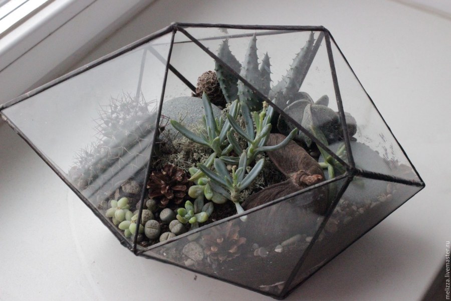 Камнеломка флорариум