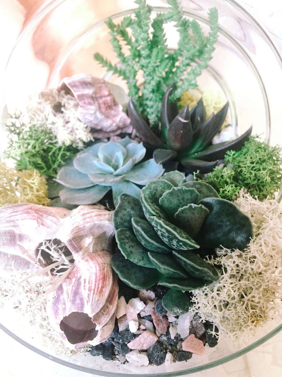 Фитофлорариум Суккуленты