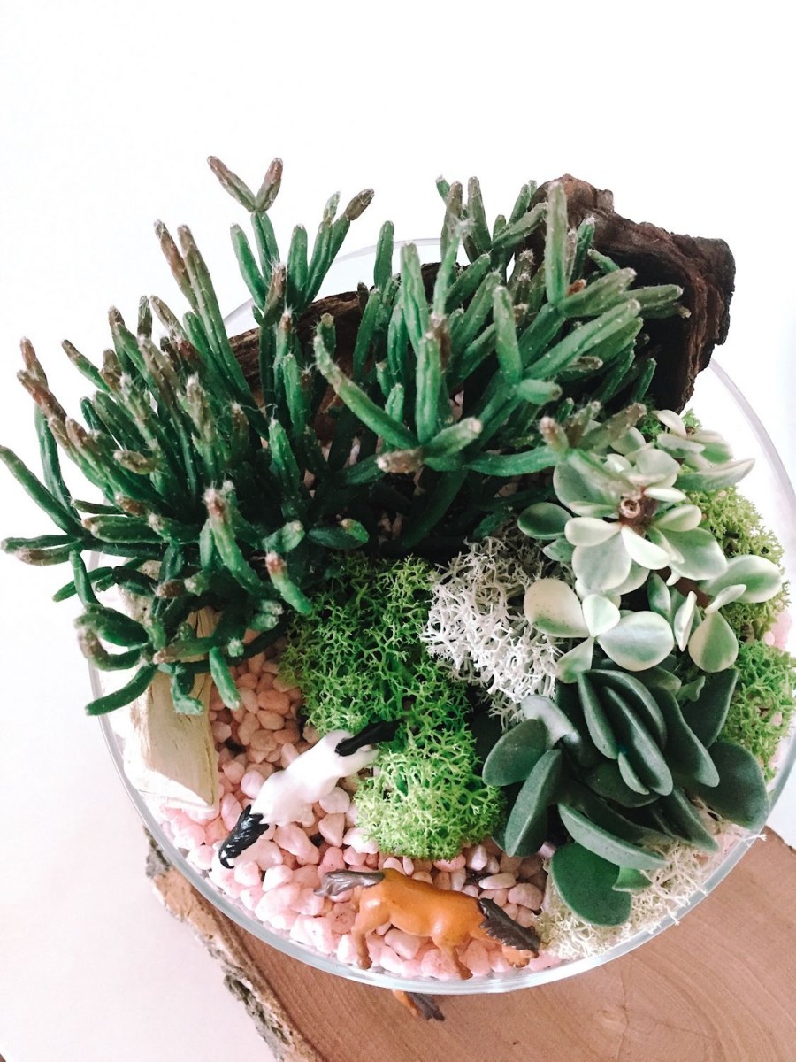 Суккулент в стеклянной вазе