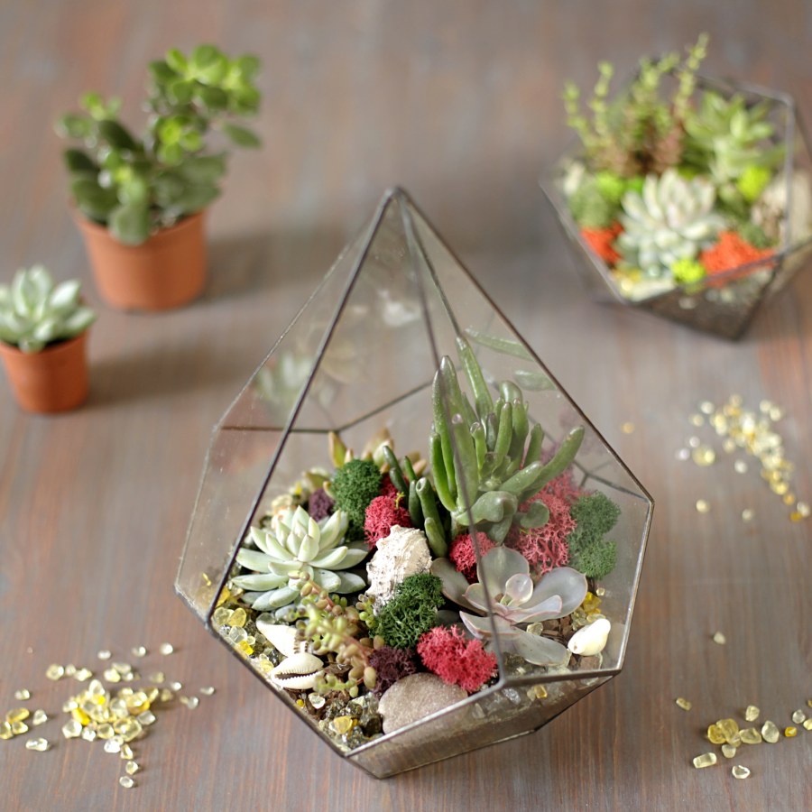 Суккуленты террариум флорариум