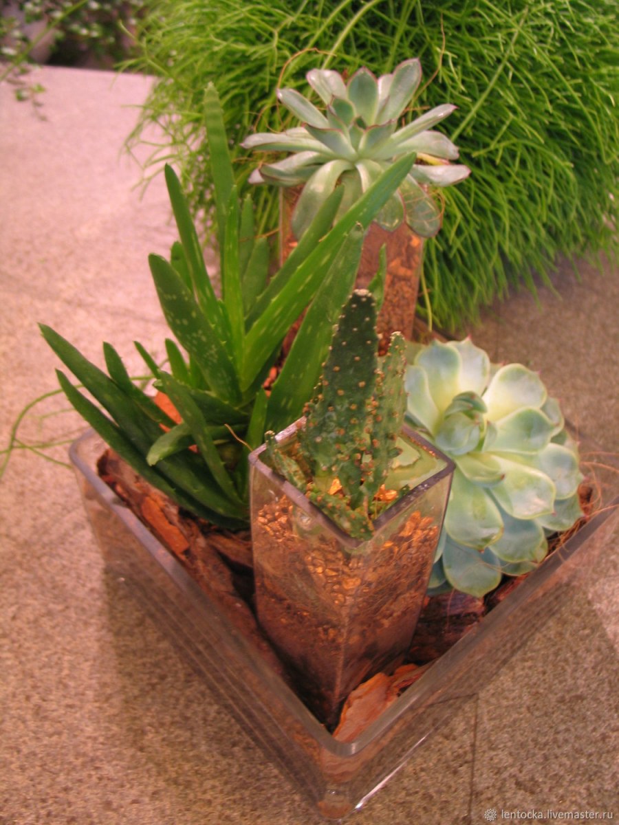 Суккуленты Москва