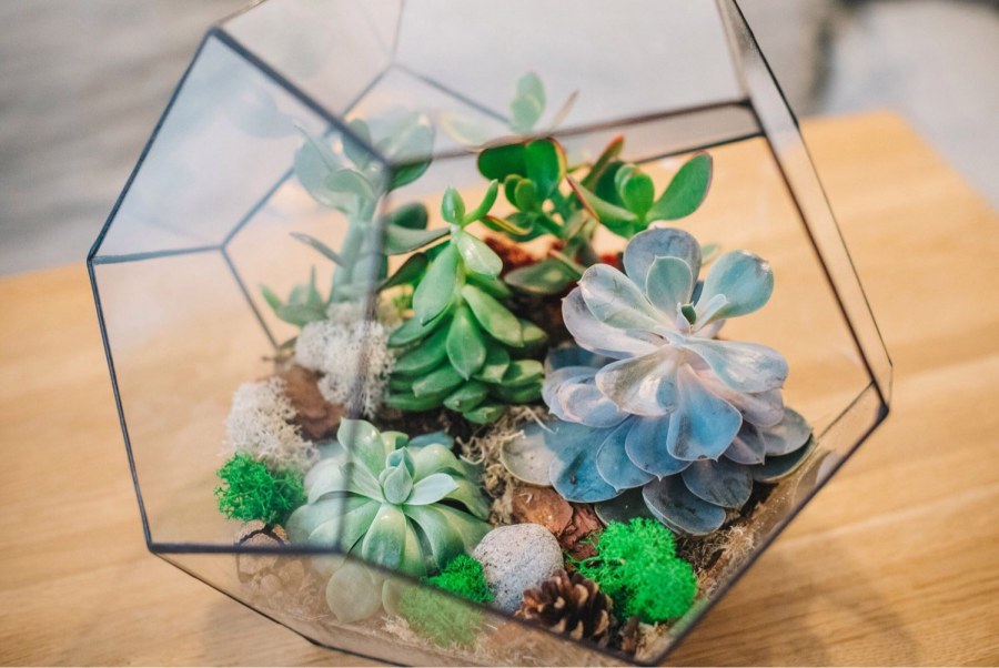 Террариум флорариум