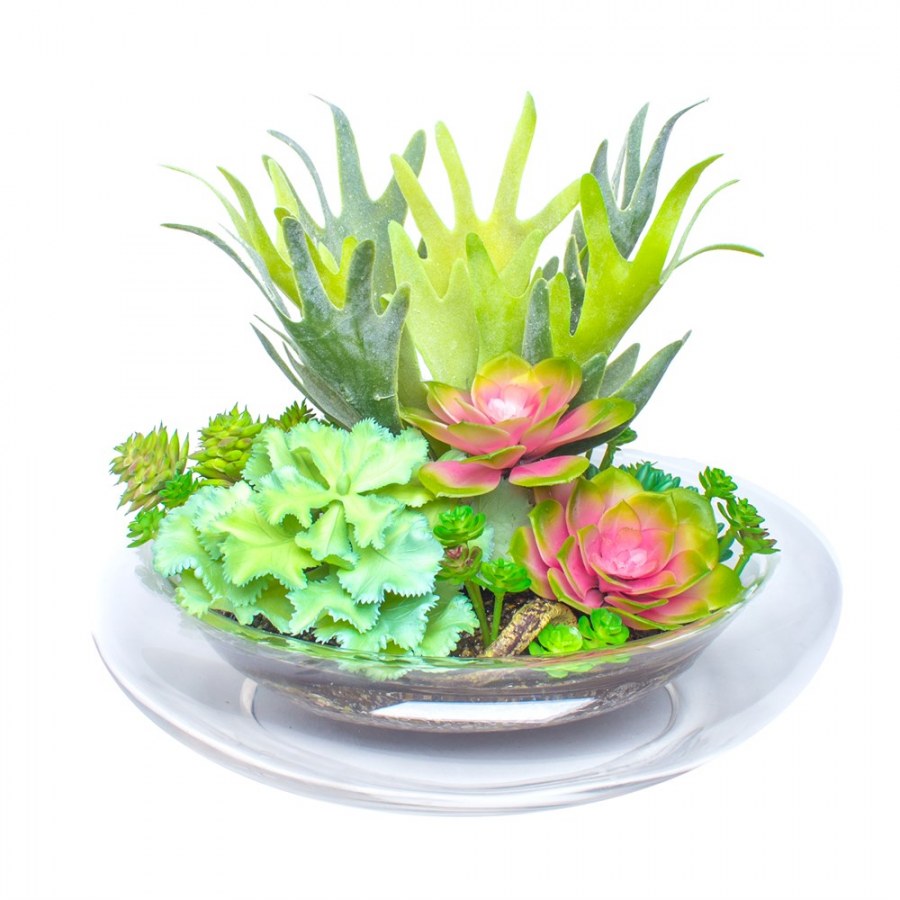 Композиции из суккулентов в стекле