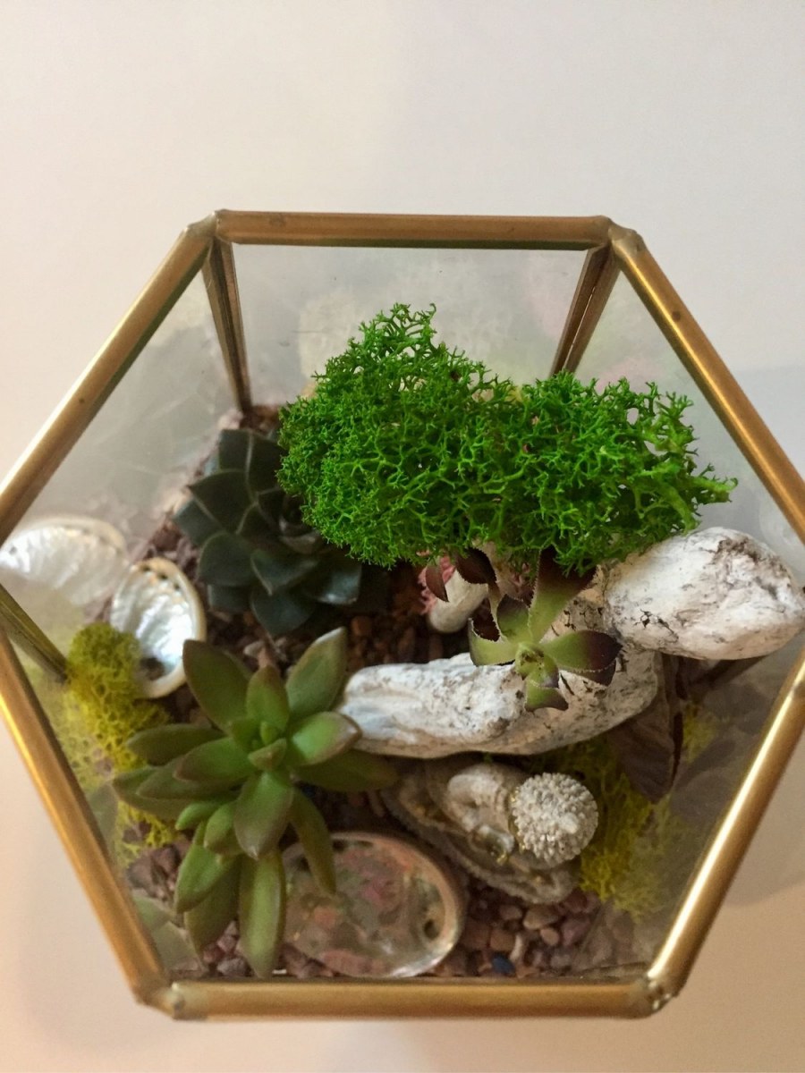 Флорариум с суккулентами