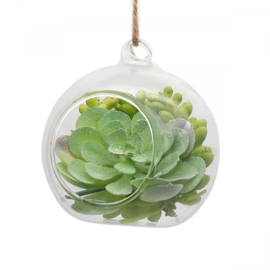 Ar366 суккулент 7см