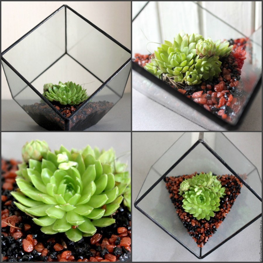 Флорариумы с каменными розами