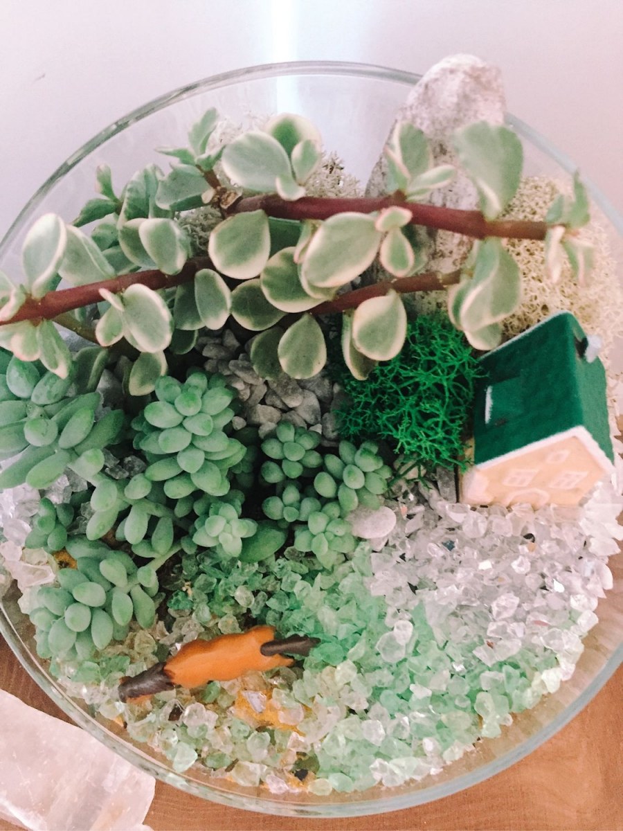 Суккуленты Крассула флорариум