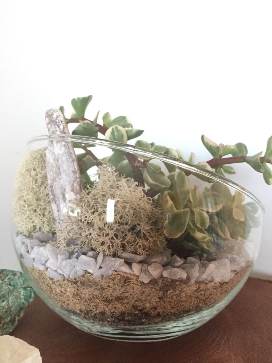Суккулент в стеклянной вазе