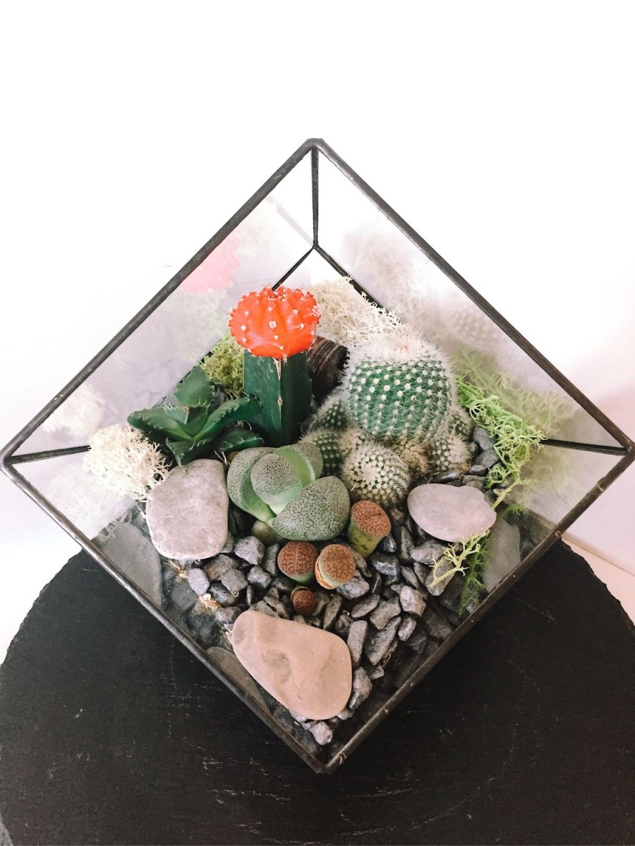 Литопсы флорариум
