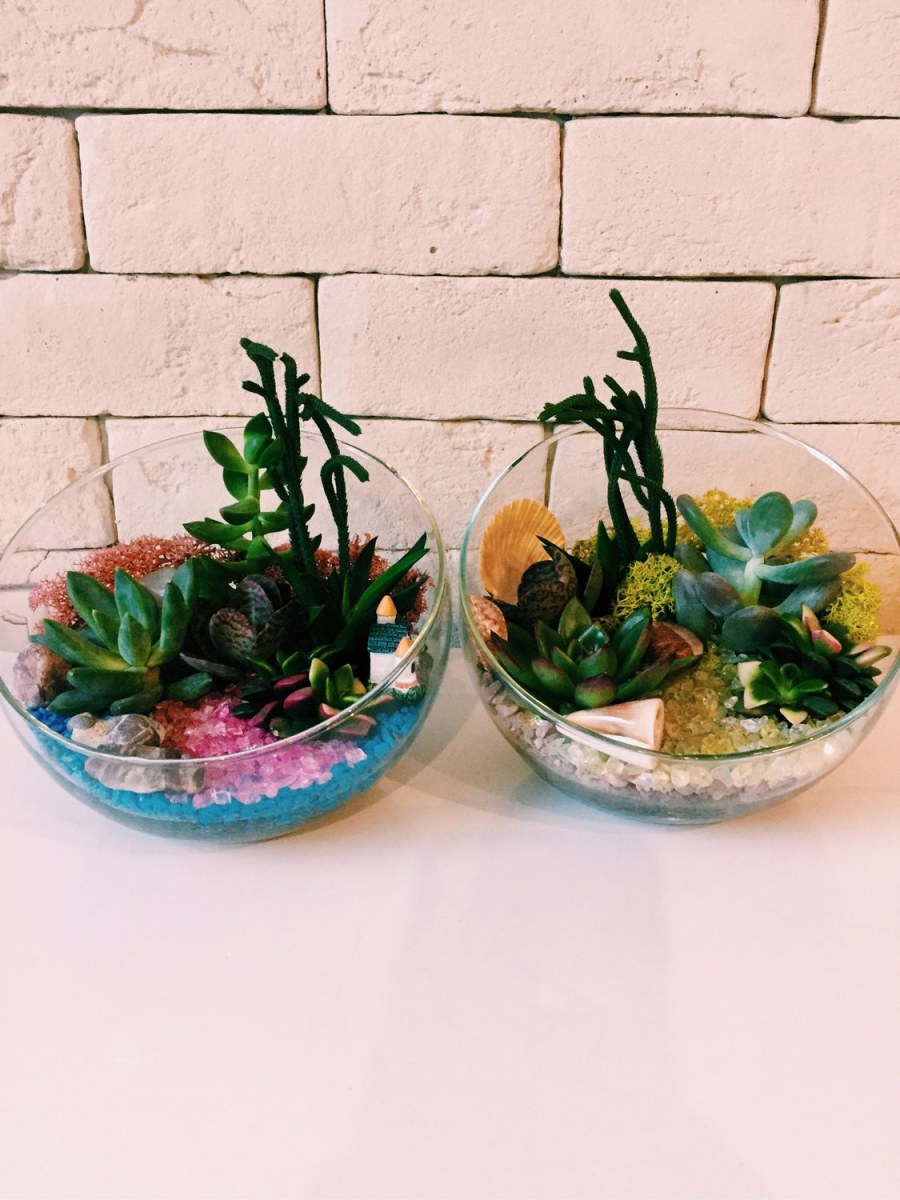 Крассула флорариум