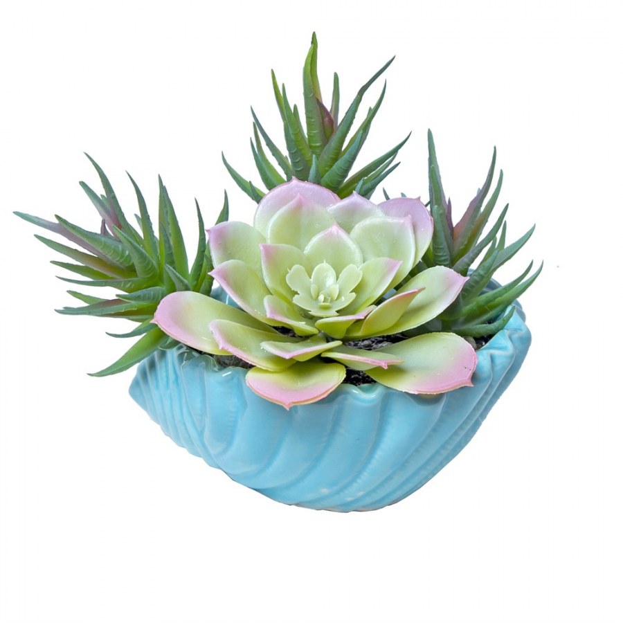 Суккуленты в ракушке