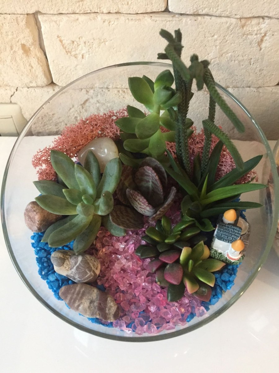 Литопсы флорариум