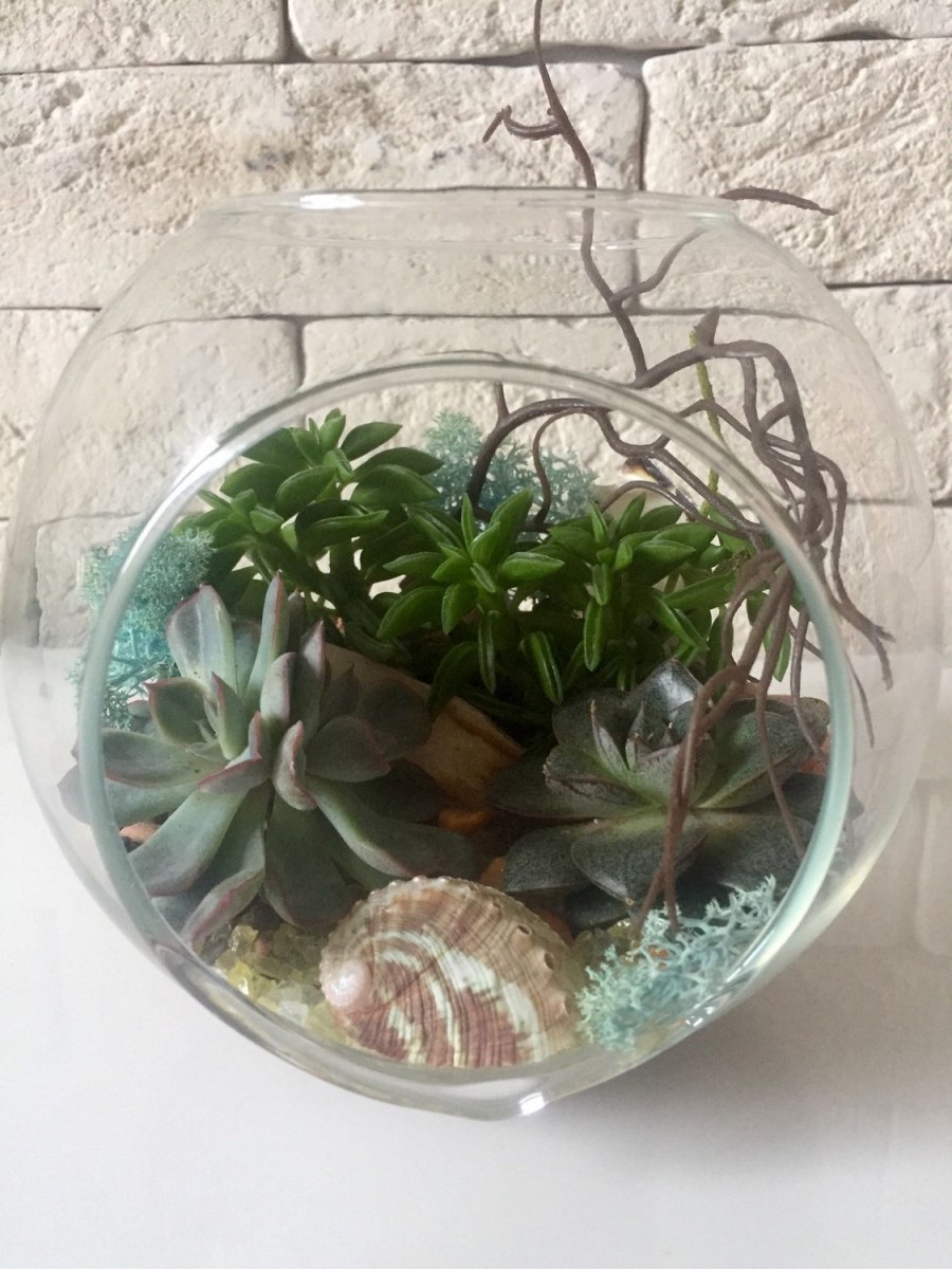 Суккуленты в гидрогеле