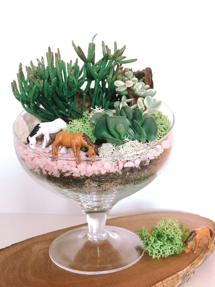 Литопсы флорариум