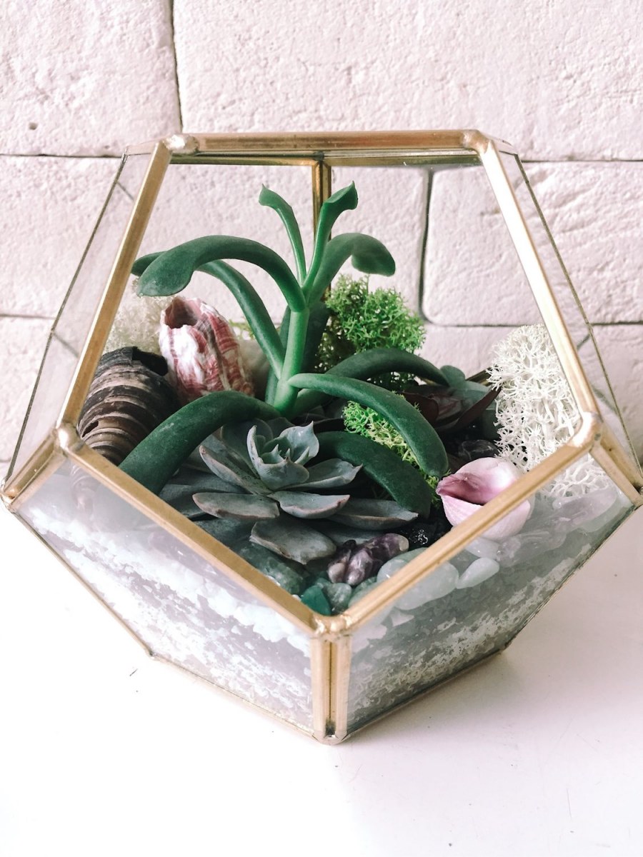 Флорариум морской с суккулентами