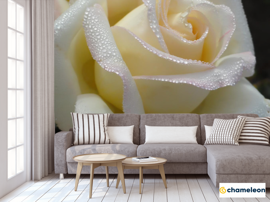 Фотообои симфония "белые розы"