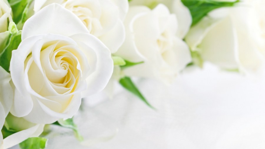 Фотообои букет белых роз