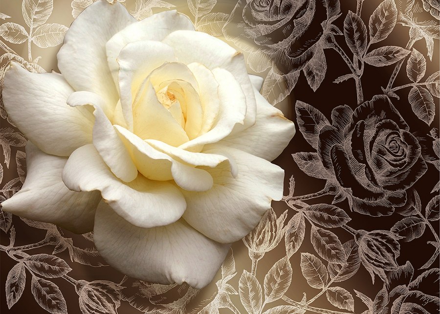 Коричневые розы на белом фоне