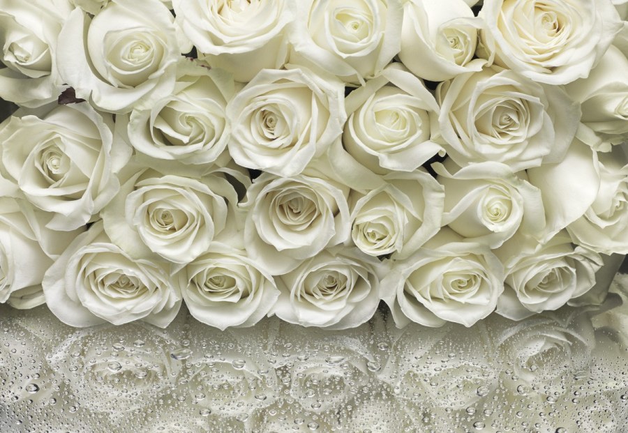 8-314 Фотообои Komar