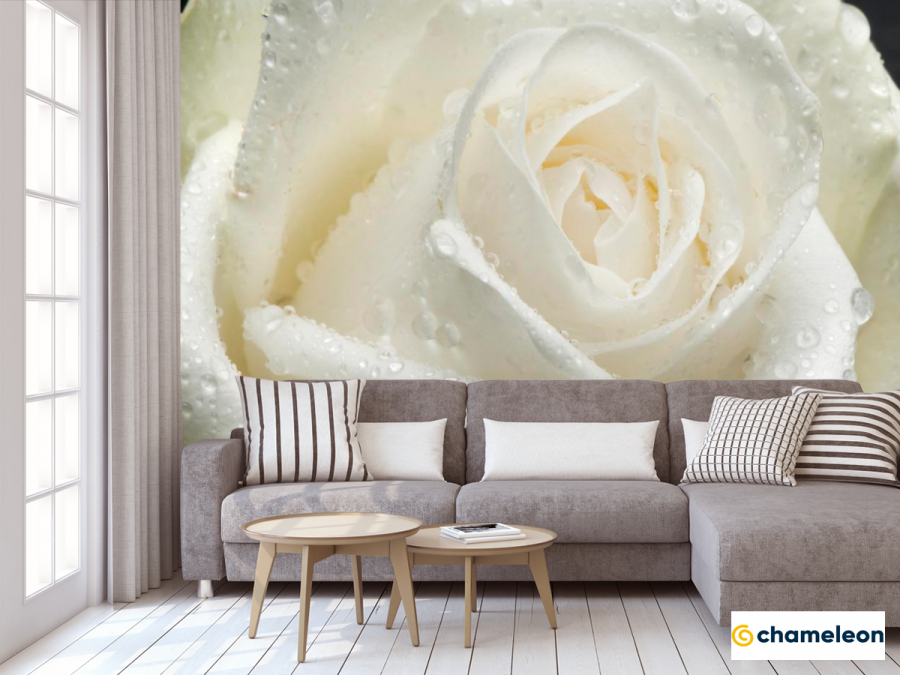 Фотообои белые крупные розы