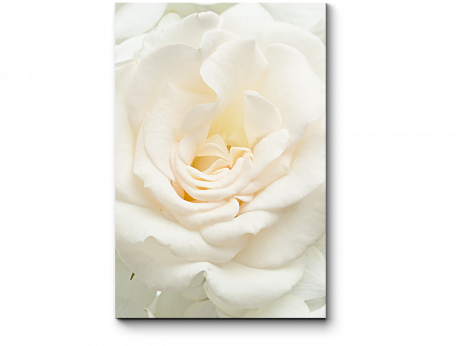 Белые розы на бежевом фоне