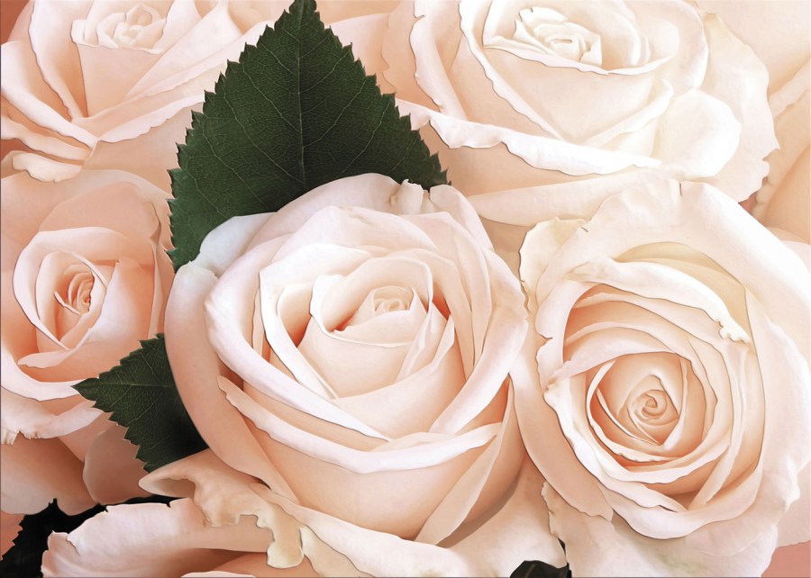 Розы кремового цвета