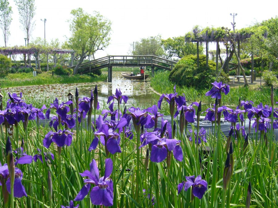 Суйго Савара: Водный сад ирисов в Японии