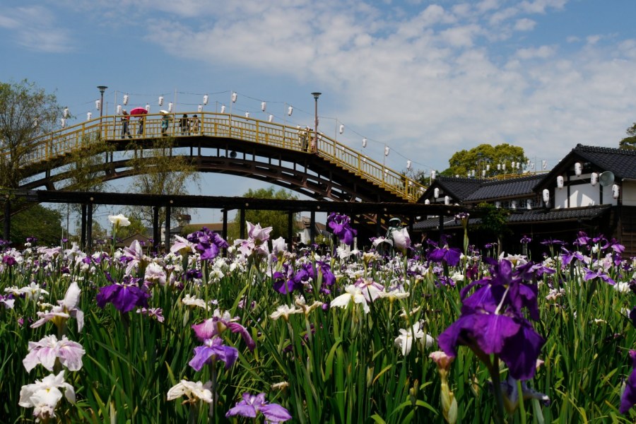 Суйго Савара: Водный сад ирисов в Японии