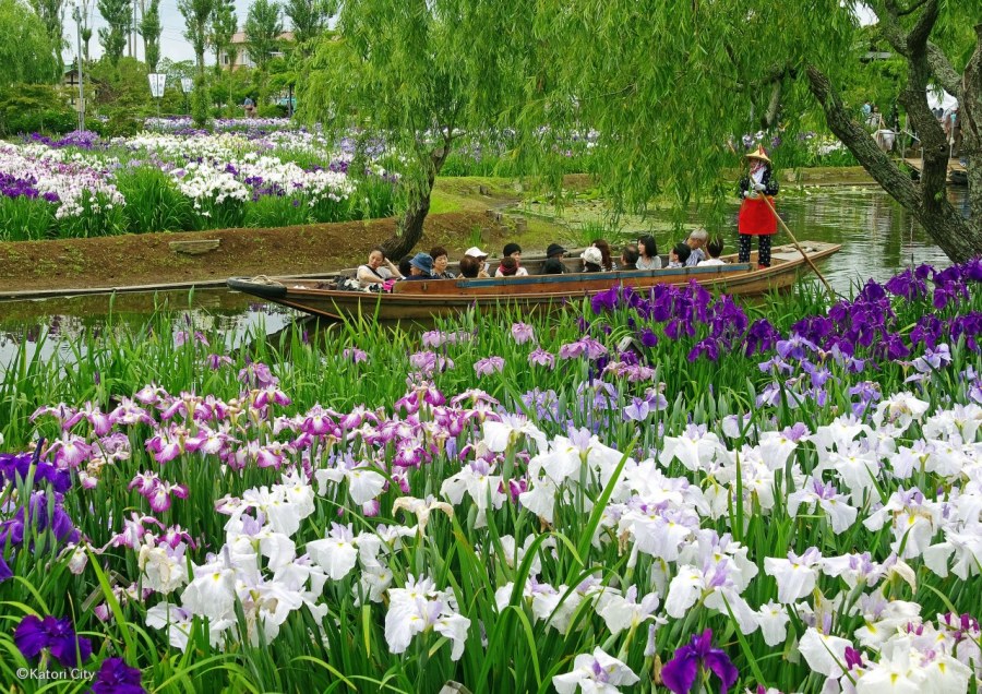 Сад ирисов в Японии