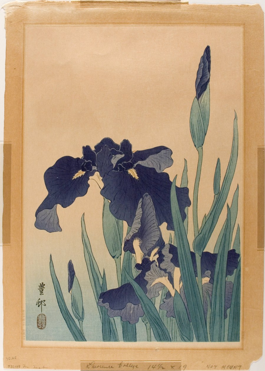 Ирис Сибирский и астильба