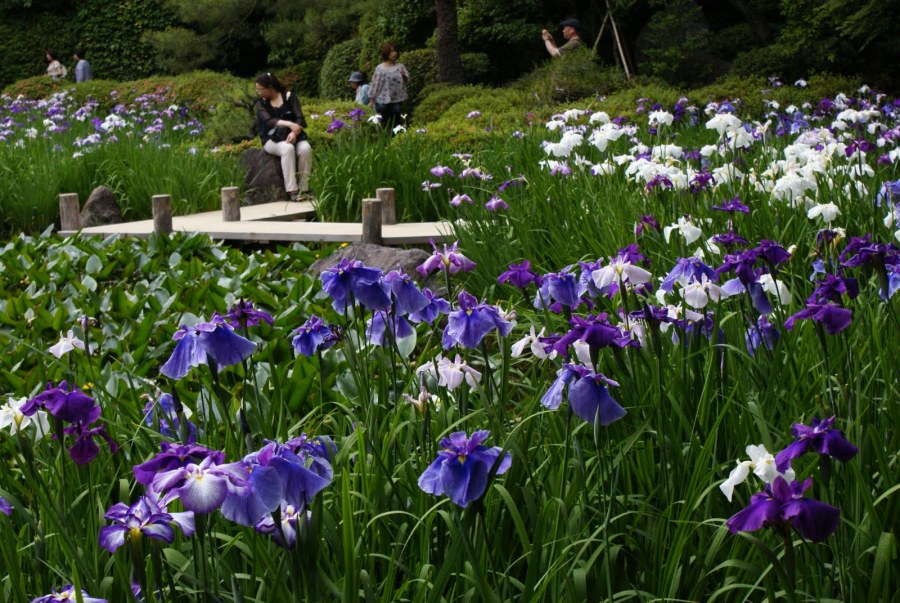 Японский Ирис посадка и уход фото