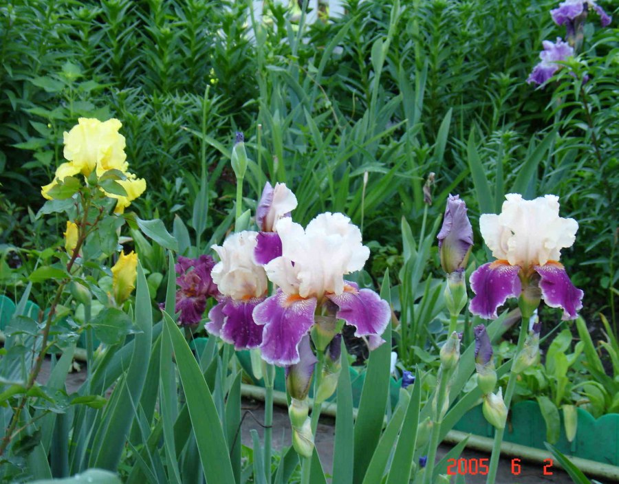 Ирис Сибирский японский