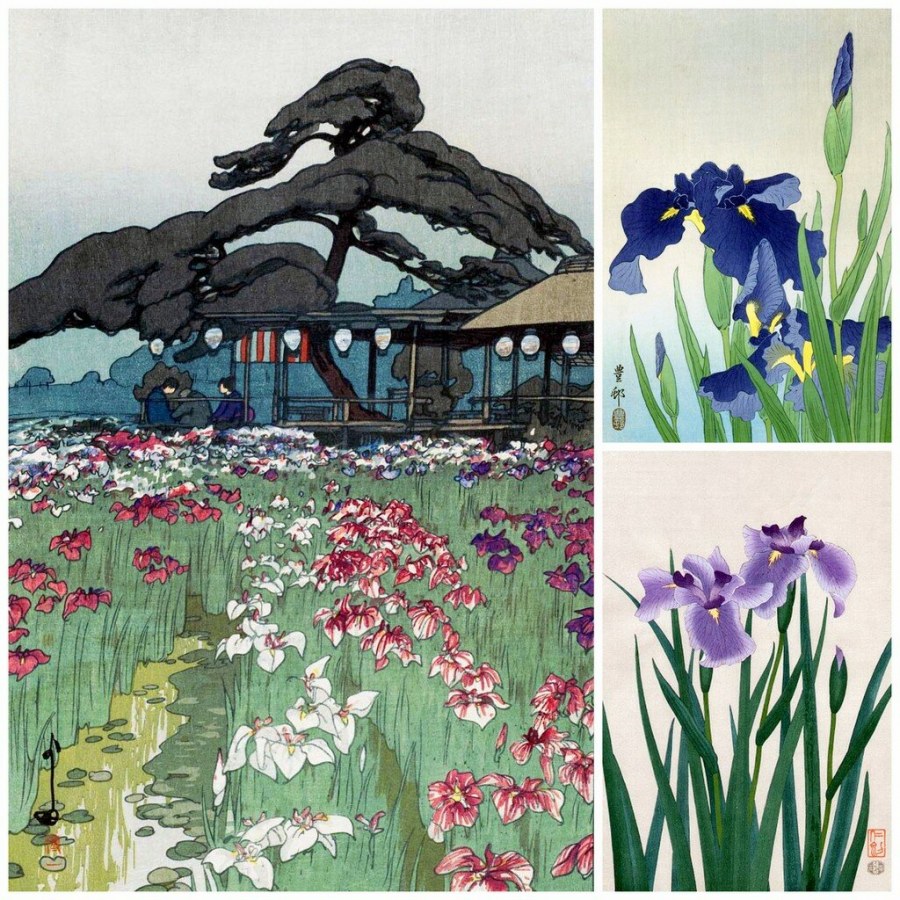 Ирис японская Ксилография