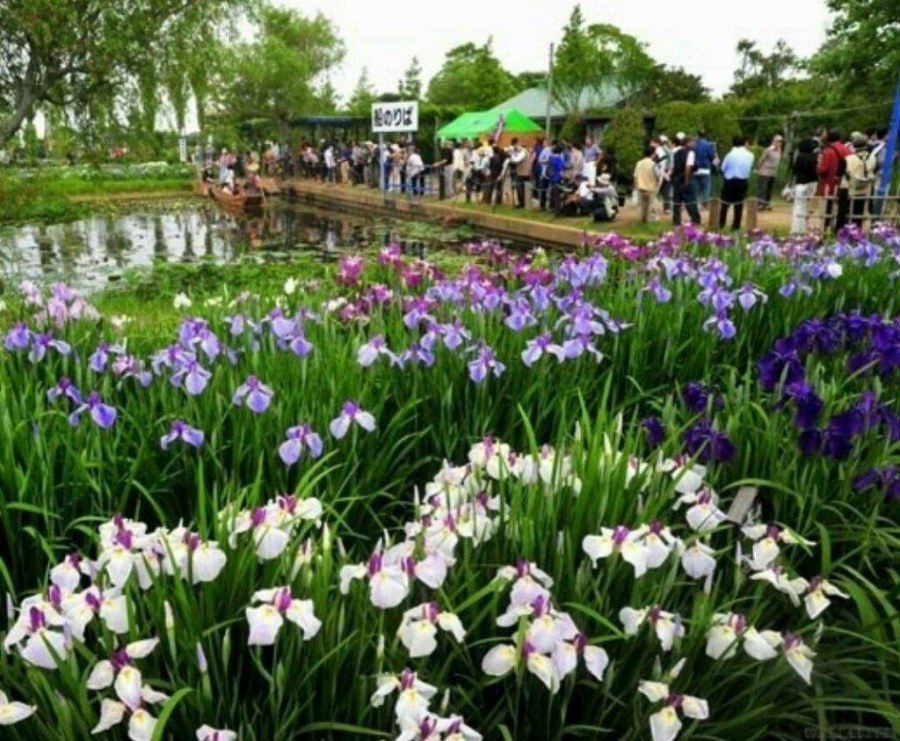 Ирис болотный в ландшафтном дизайне