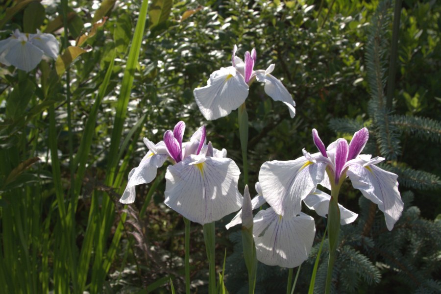 Ирис японский Вариегата