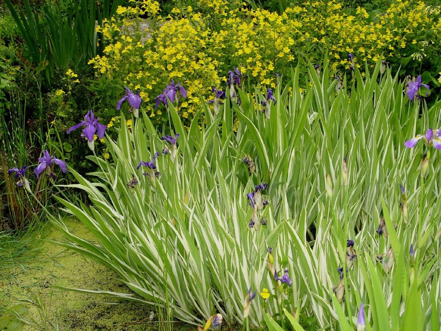 Кацусика Хокусай ирисы и Луговая цикада