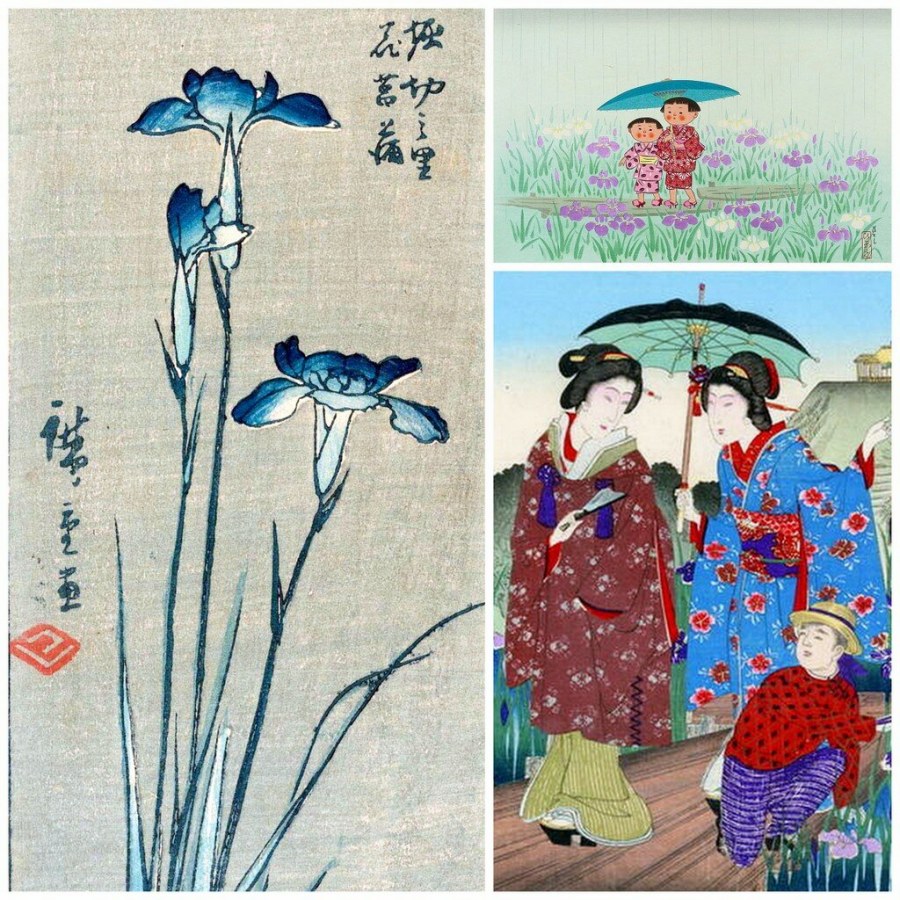 Ирисы ирисы ирисы Поляна