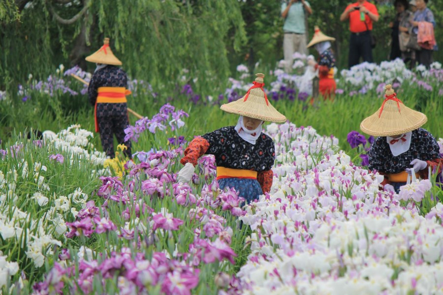 Ирисы плантация