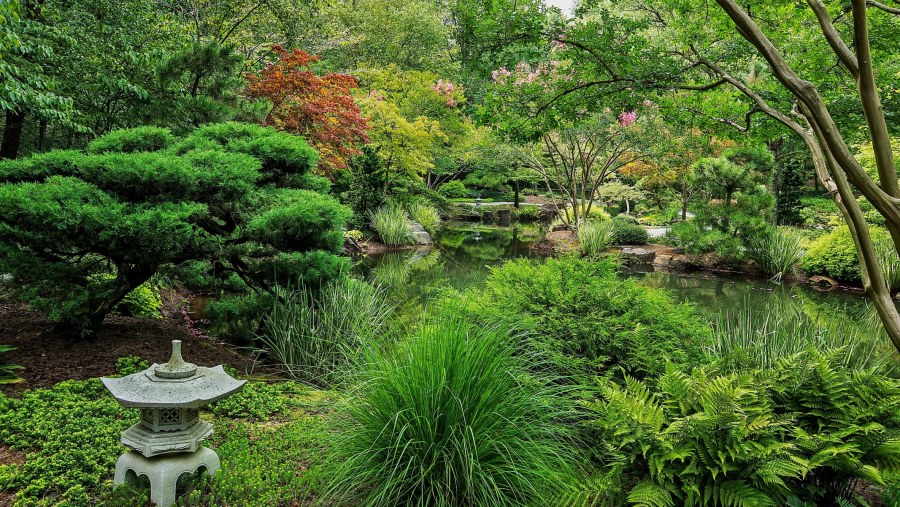 Ирис Сибирский в миксбордере