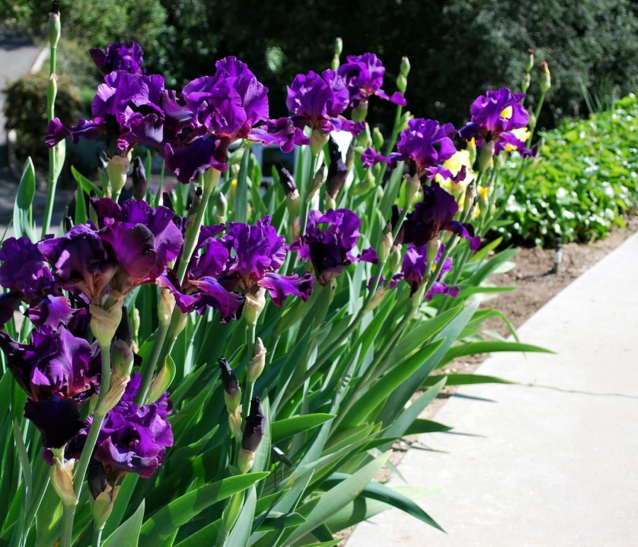 Японская гравюра укиё-э ирисы