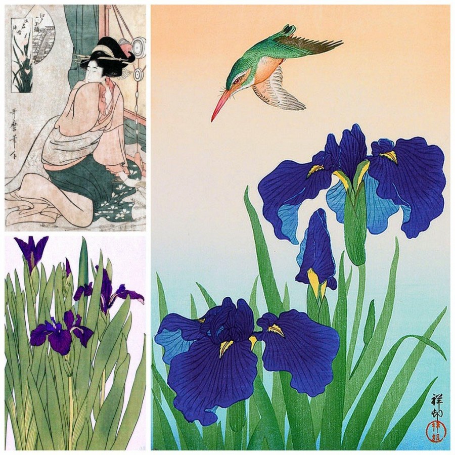 Ирисы Сибирские и японские