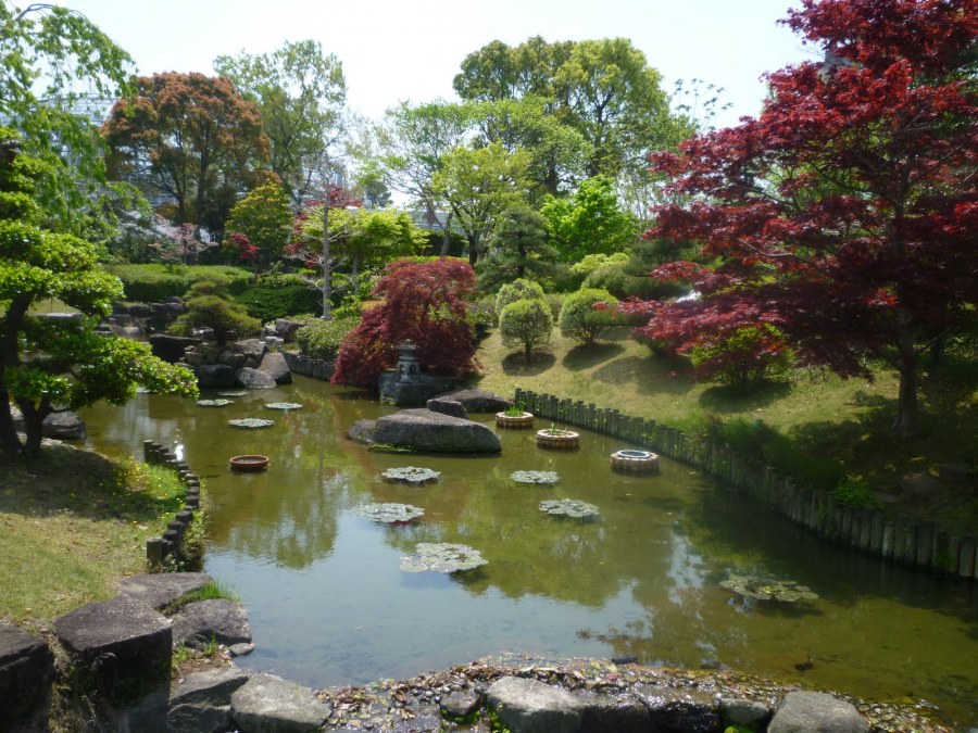 Ирисы мужской цветок Япония