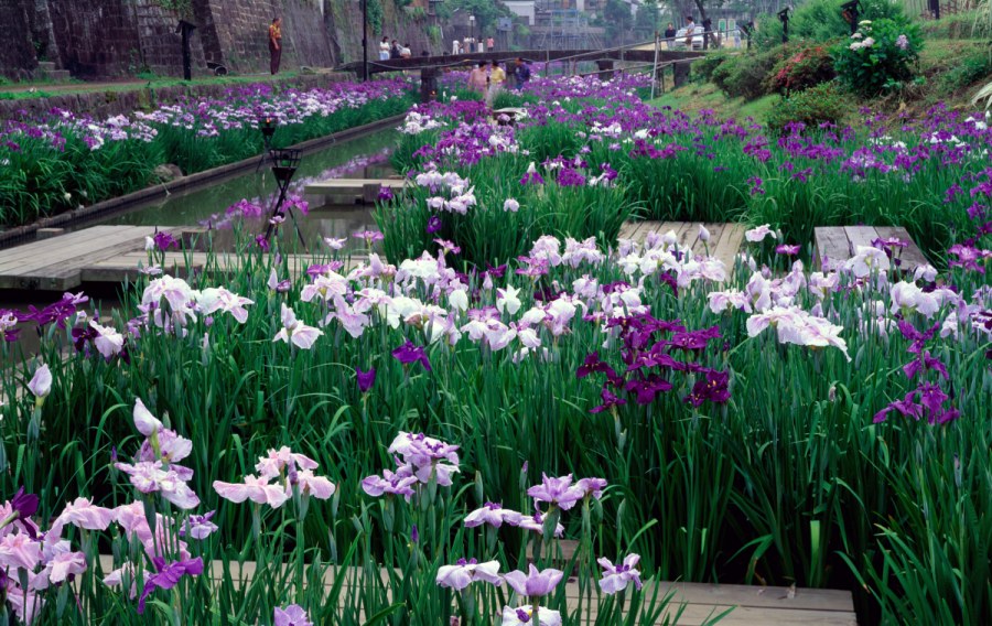 Водный сад ирисов. Савара, Япония