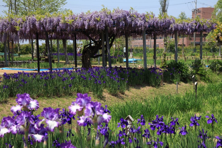 Канна Фаисон