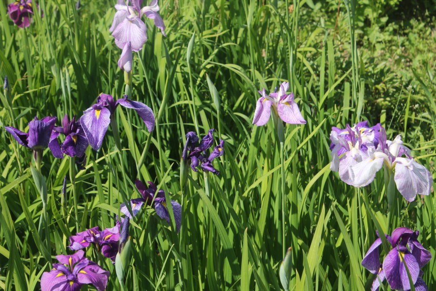 Японская беседка картина